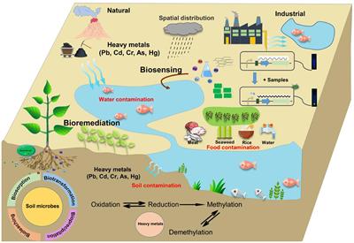 Editorial: Trace elements in the environment: Biogeochemical cycles and bioremediation